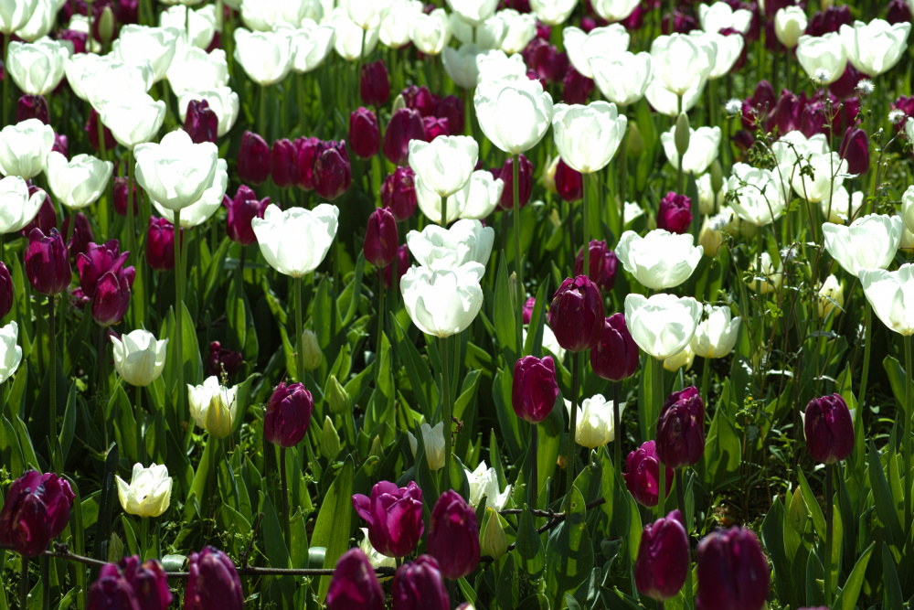 colorful tulips von engin akyurt