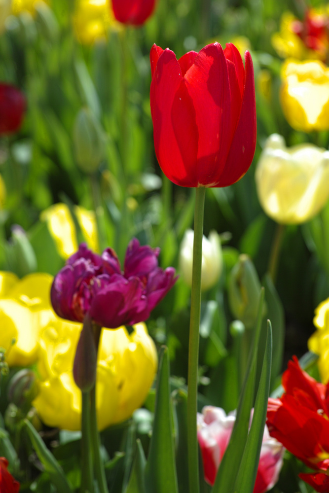 colorful tulips von engin akyurt