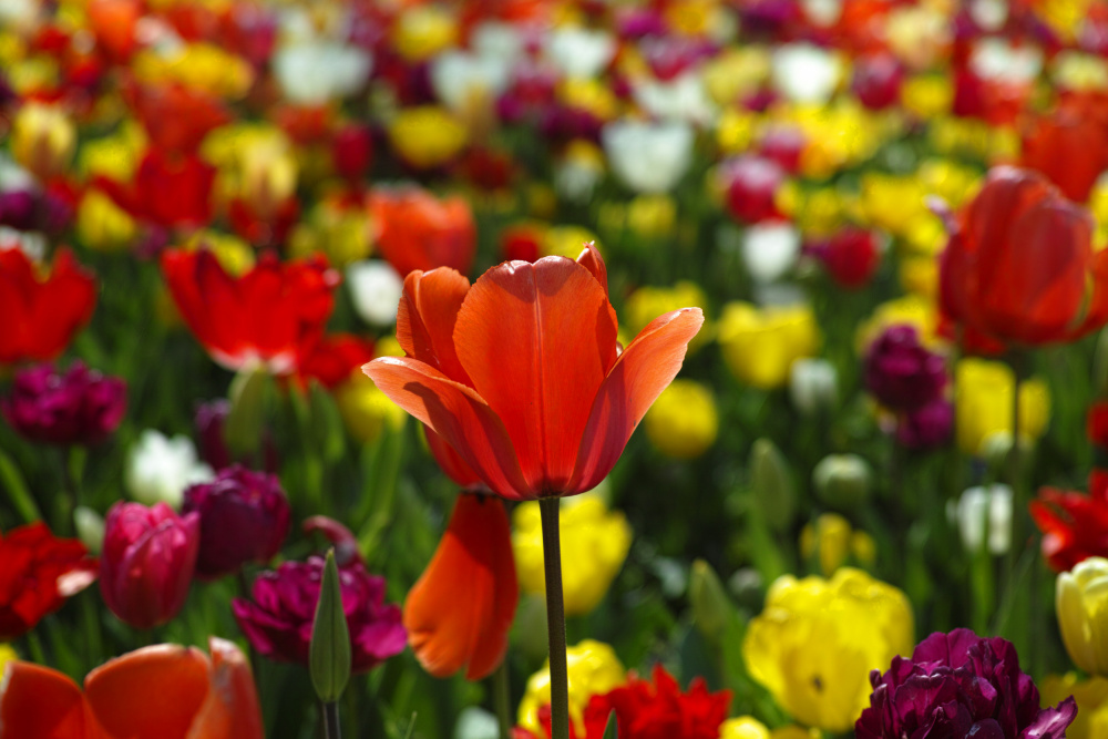 colorful tulips von engin akyurt