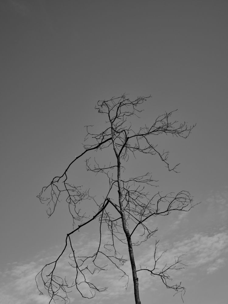 a burned tree and sky von engin akyurt