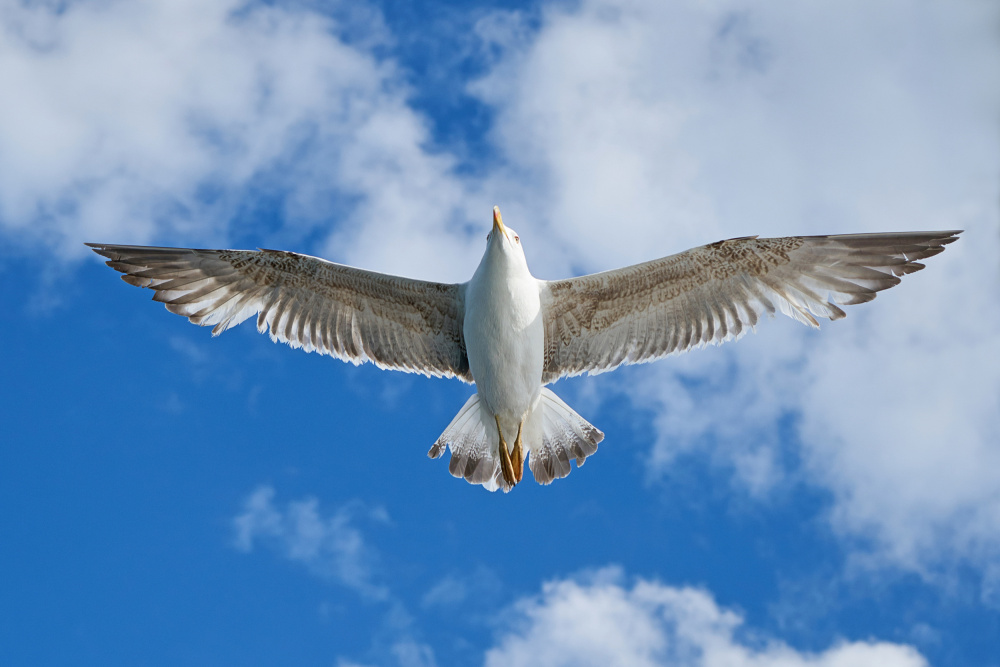 flying seagull von engin akyurt