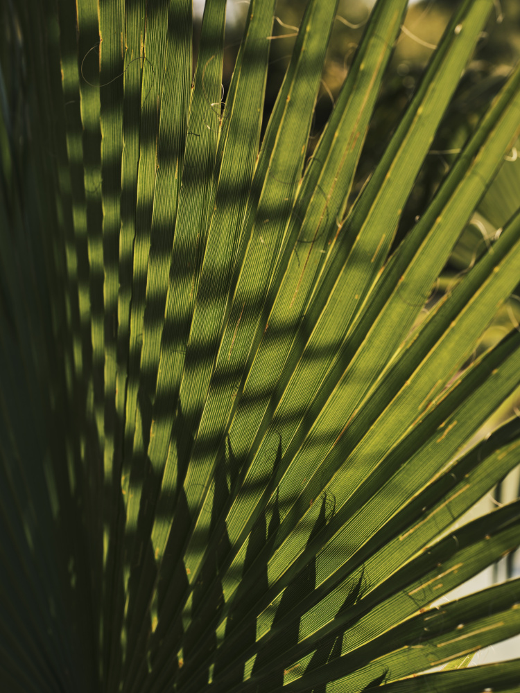 palm leaf von engin akyurt