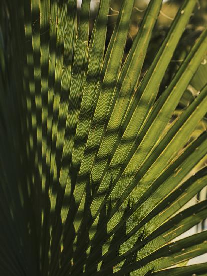 palm leaf