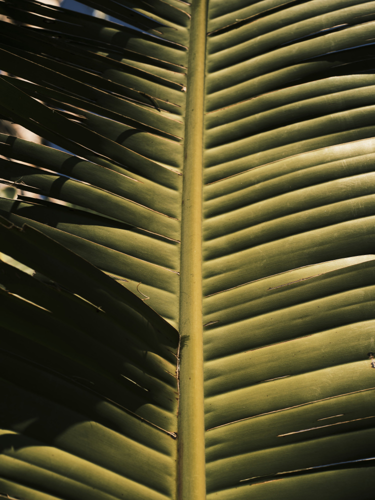 palm leaf von engin akyurt