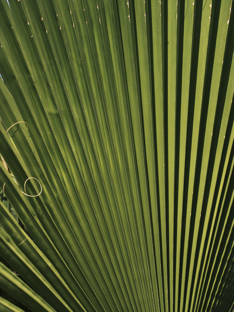 palm leaf von engin akyurt