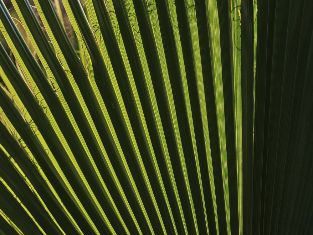 palm leaf von engin akyurt