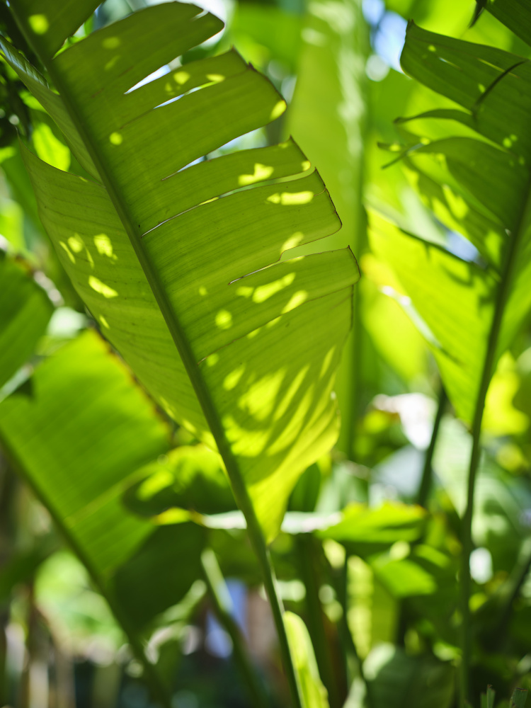 palm leaf von engin akyurt