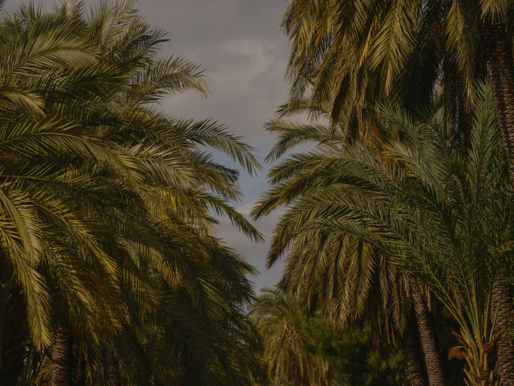 palm trees von engin akyurt