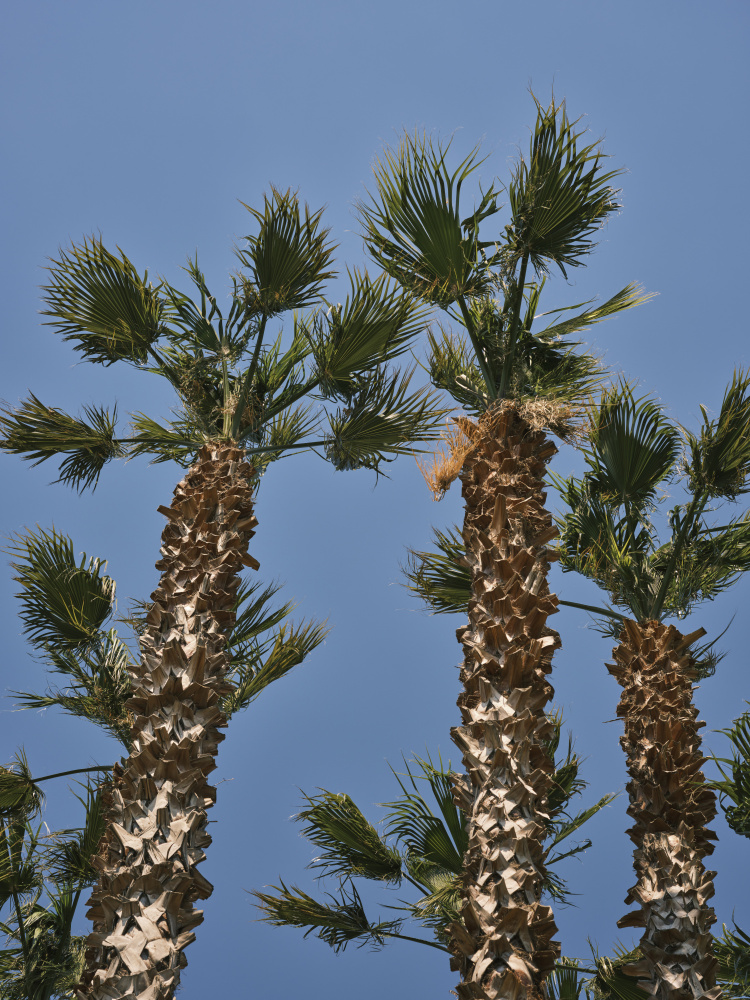 palm trees von engin akyurt