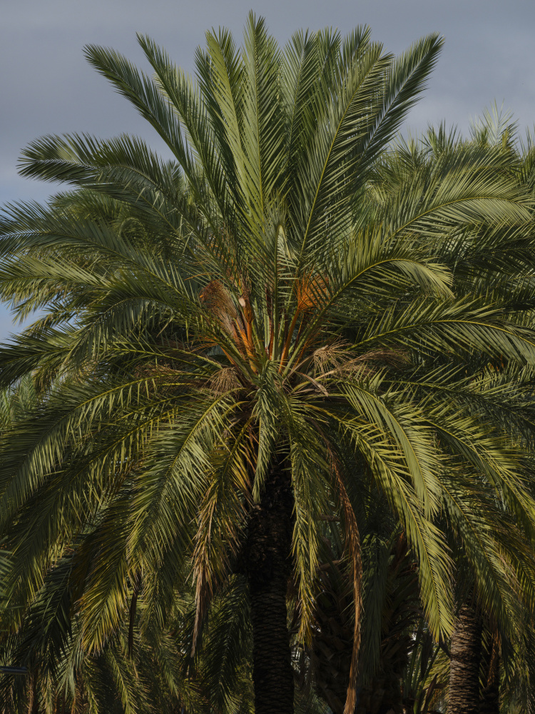 palm trees von engin akyurt