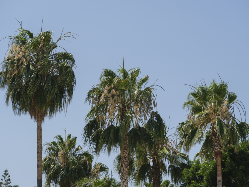 palm trees von engin akyurt