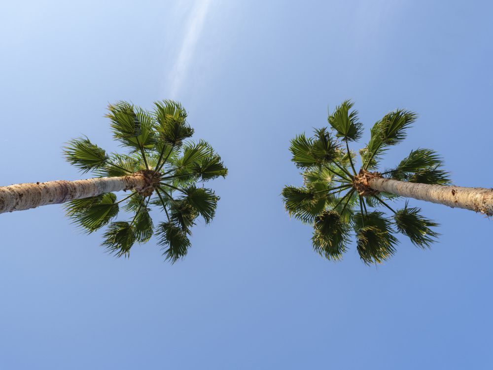 palm trees von engin akyurt