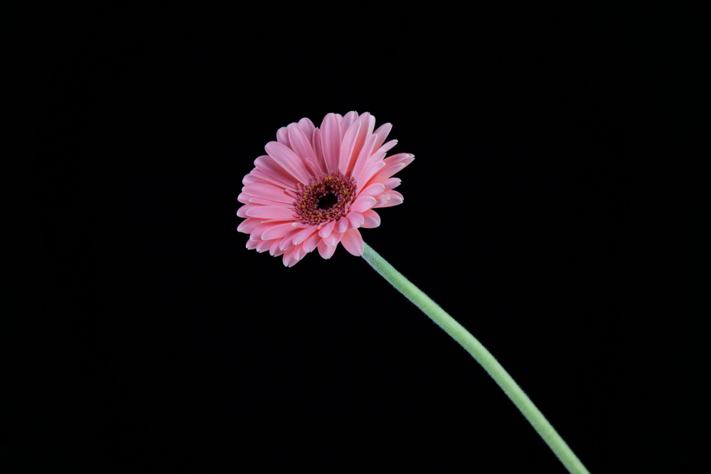 beautiful flower in front of black background von engin akyurt