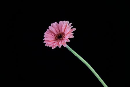 beautiful flower in front of black background