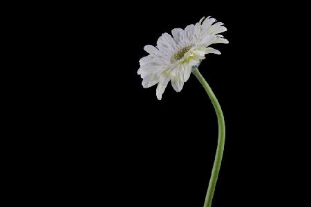 beautiful flower in front of black background