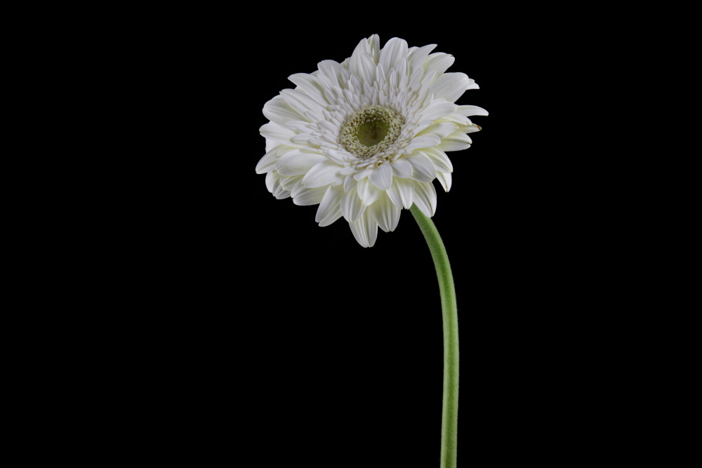 beautiful flower in front of black background von engin akyurt