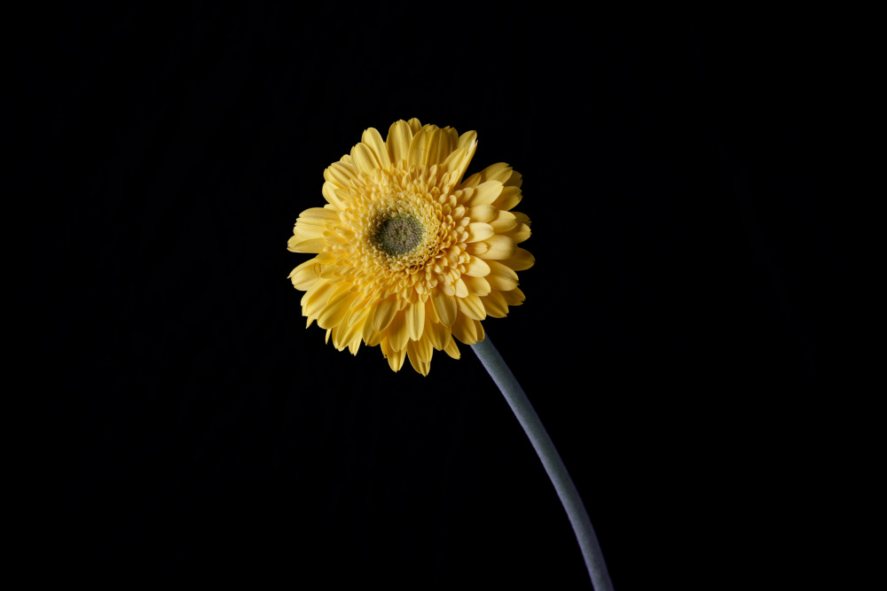 beautiful flower in front of black background von engin akyurt