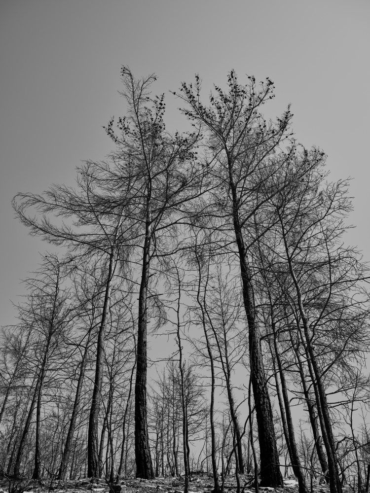 burnt trees and sky background von engin akyurt