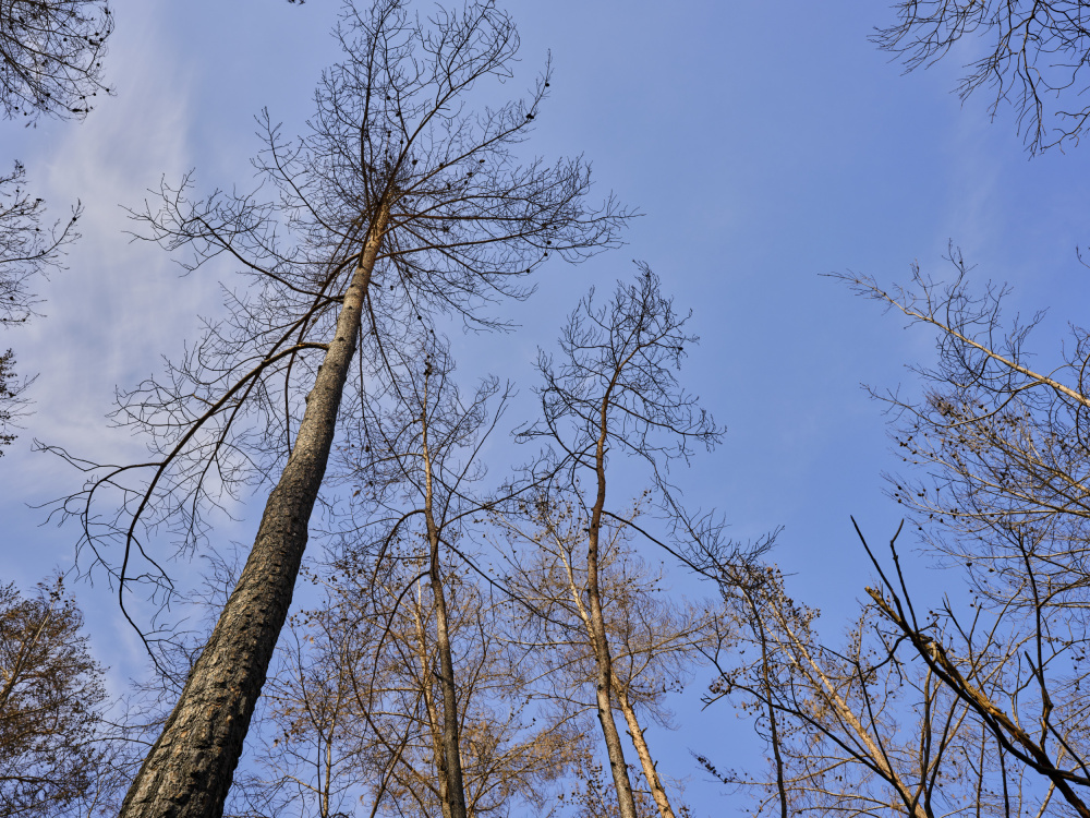 burnt trees and sky background von engin akyurt