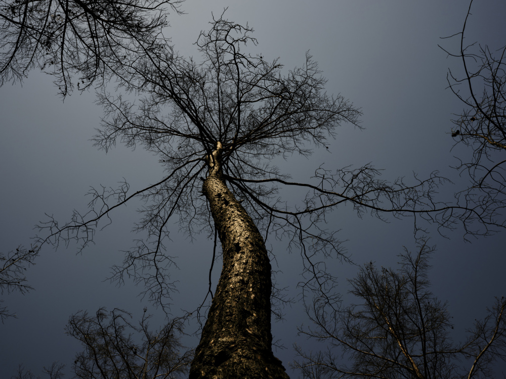 burnt tree and sky background von engin akyurt