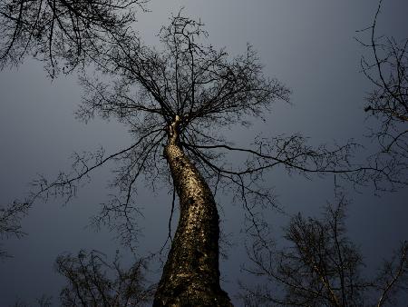 burnt tree and sky background