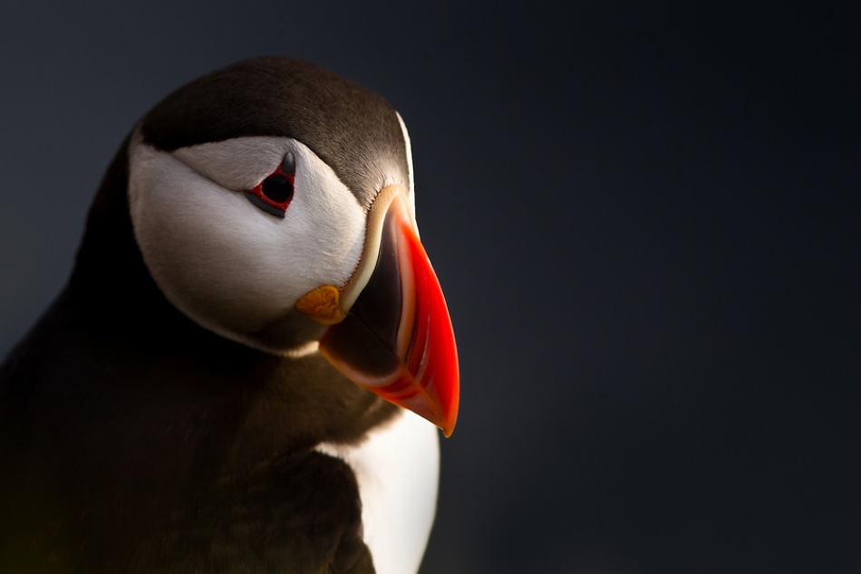 Puffin portrait von Ennedi