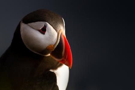 Puffin portrait