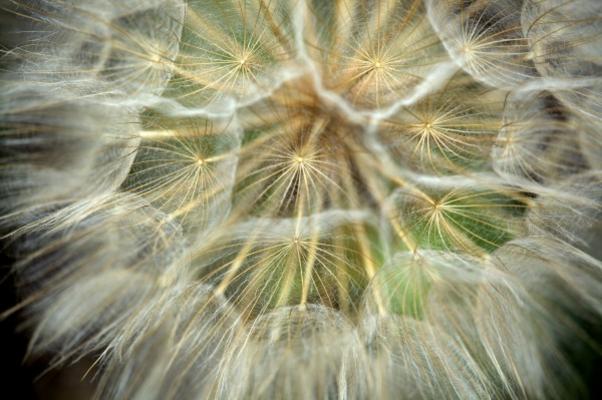 Pusteblume (Detailansicht) von Erhard Bay