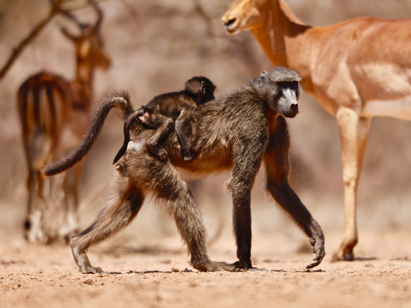 Baboons and Impala von Eric Meyer