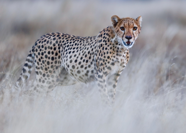 Chyulu cheetah von Eric Meyer