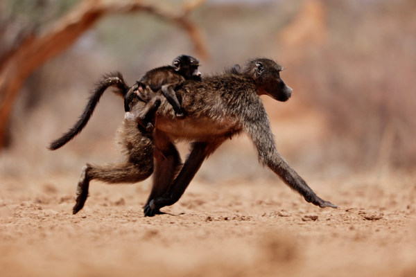 Hitching a ride (baboon) von Eric Meyer