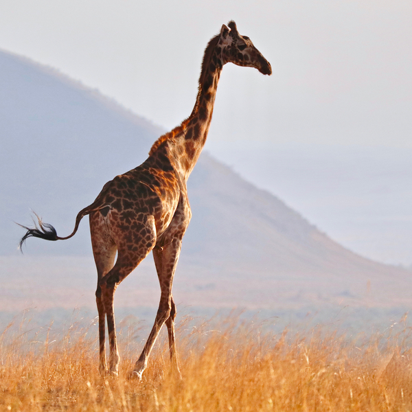 Masai Giraffe, Chyulu Hills von Eric Meyer