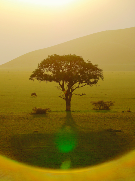 Paradise after the rain, Chyulu Hills von Eric Meyer