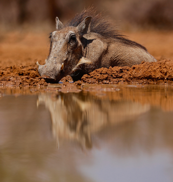 Wallow von Eric Meyer