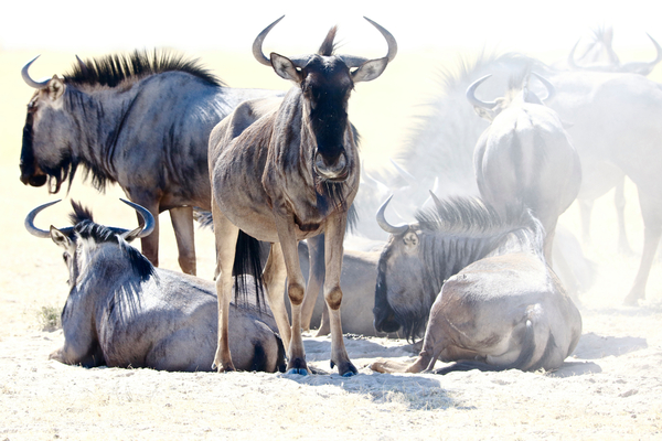 Wildebeest, Etosha von Eric Meyer