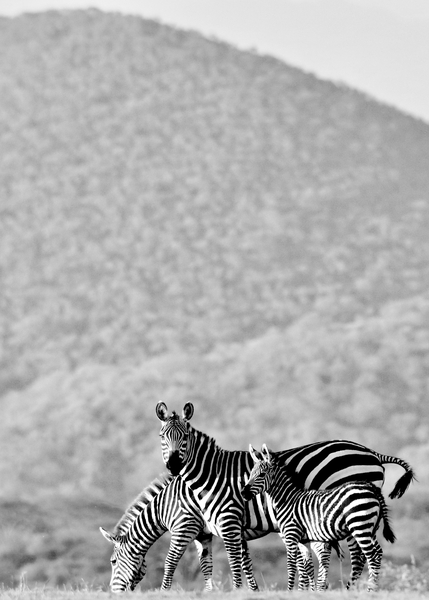 Zebra, Chyulus von Eric Meyer