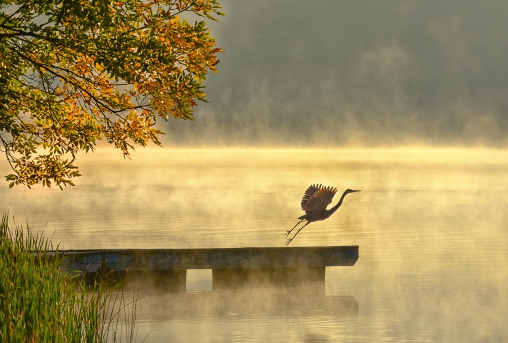 Morning flight von Eric Zhang