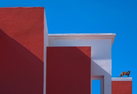 Cat on the roof