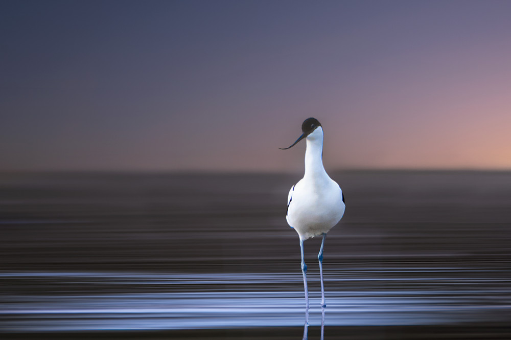 Avocet von Erik Engström