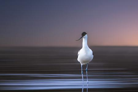 Avocet