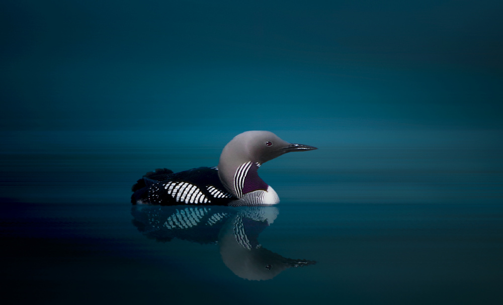 Black - throated Diver von Erik Engström