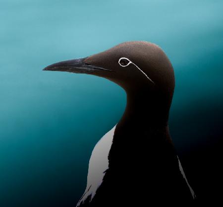 Guillemot