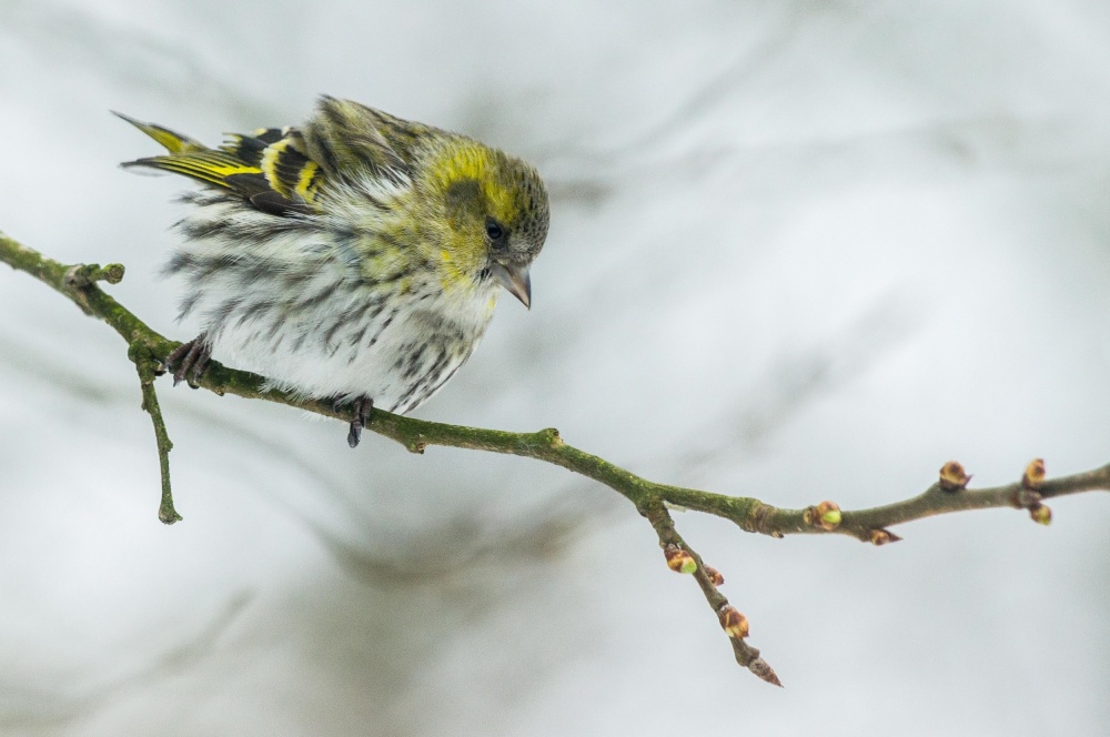 a grey cold winter morning von erik willaert