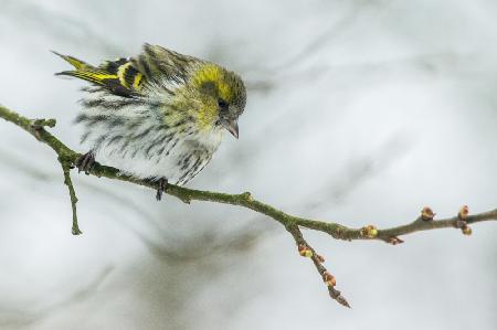 a grey cold winter morning