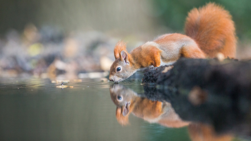 red squirrel von erik willaert