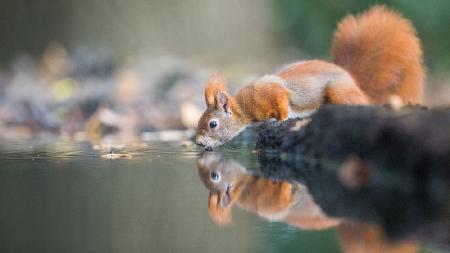 red squirrel