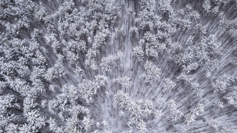 Trees under snow von Eser Karadag