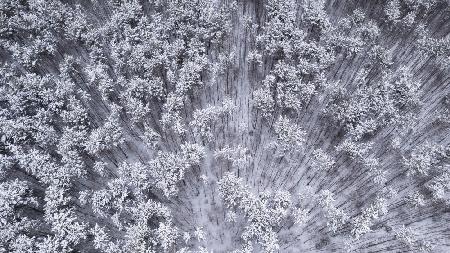 Trees under snow