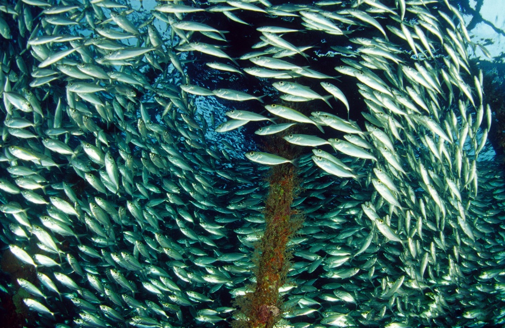 Fish Soup von Eßl Johannes