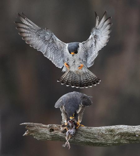 Falcons Love Season